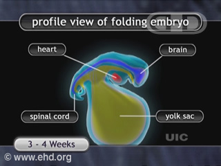 Play Movie - Folding of the Embryo