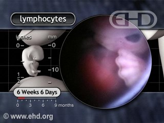 Play Movie - Blood Formation in Liver