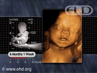 Play Movie - 5 months 2 weeks fetus, Respiratory Rate