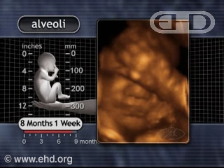 Play Movie - 8 month 1 week fetus, Alveoli Formation