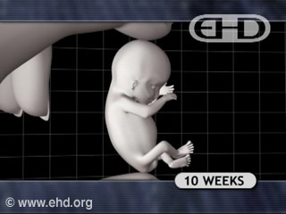 Play Movie - Human fetus 10 to 11 weeks