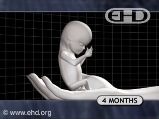 Play Movie - Human fetus 4 to 5 months