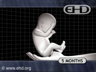 Play Video - Human fetus 5 to 6 months