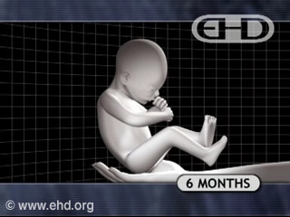 Play Movie - Human fetus 6 to 7 months