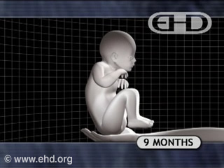 Play Movie - Human fetus 9 months to birth