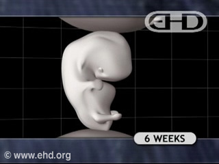 Play Movie - Human embryo 6 to 7 weeks