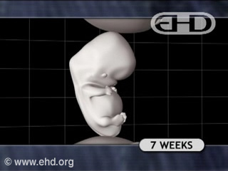 Play Movie - Human embryo 7 to 8 weeks