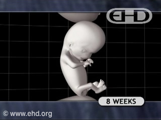 Play Movie - Human fetus 8 to 9 weeks