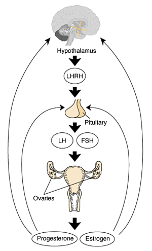 The female hypothalamic–pituitary–gonadal axis