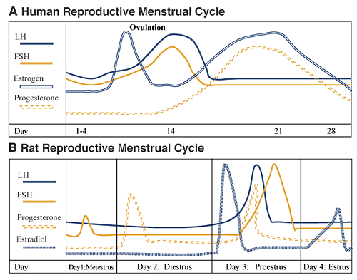 The human reproductive cycle, rat reproductive cycle