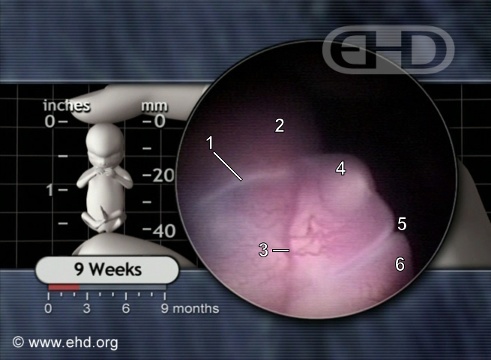 The 9-Week Face