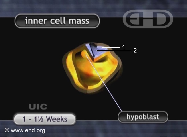 Embryo at About 11 Days