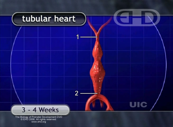 Tube-Shaped Heart