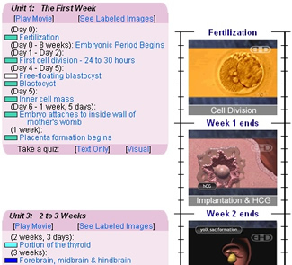 screenshot of prenatal timeline