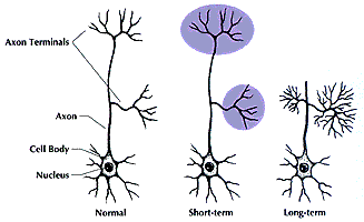 MDMA damages serotonin-producing neurons in the brains of nonhuman primates