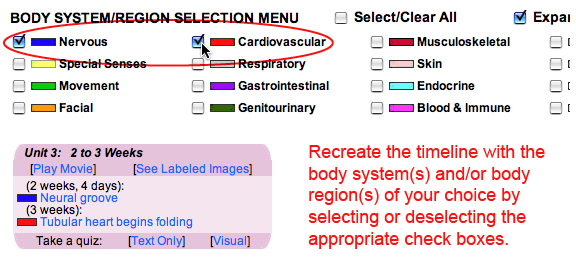 Recreate the timeline with the body system(s) and/or region(s) of your choice