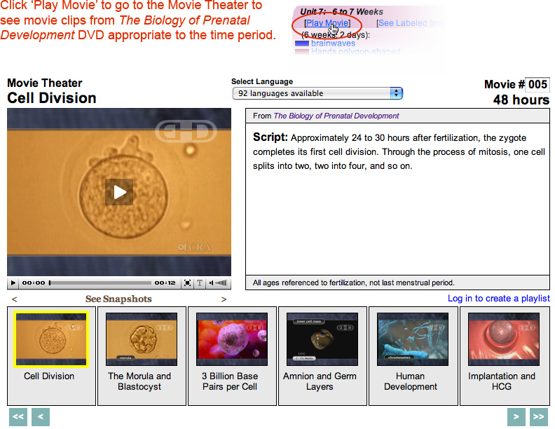 Watch a clip from The Biology of Prenatal Development DVD by clicking Play Movie.