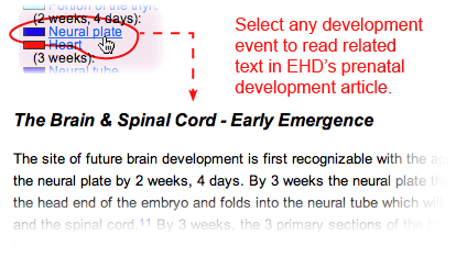 Select any development event to read related text in EHD's prenatal development article.