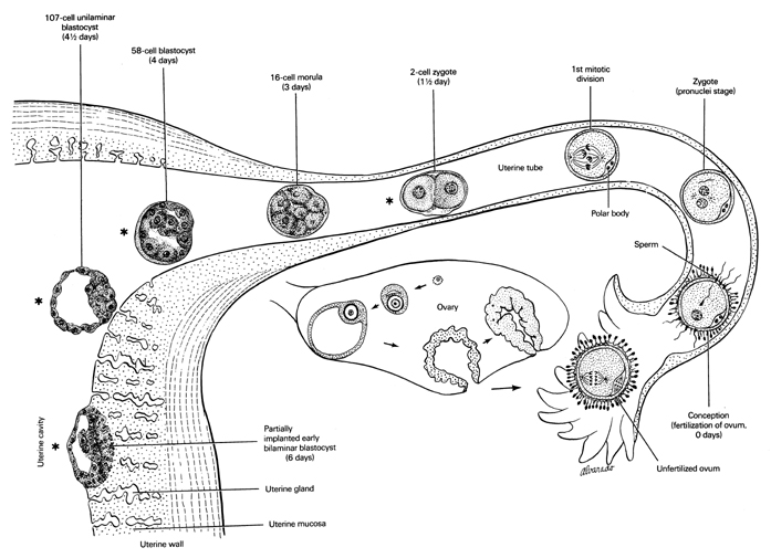 Open PDF version of FIG 1-1, The stages of development during the first week.