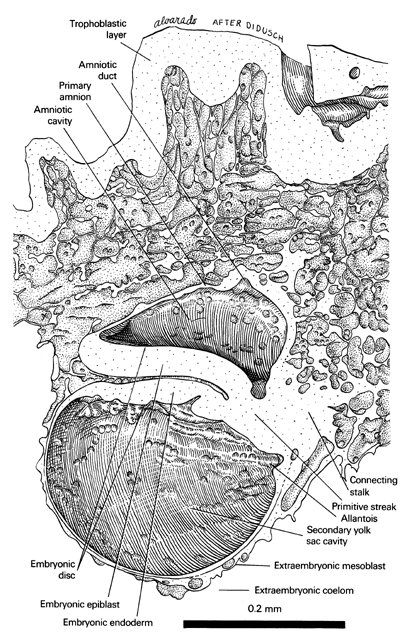 Open PDF version of FIG 2.4, Internal Features of the 13-Day Embryo