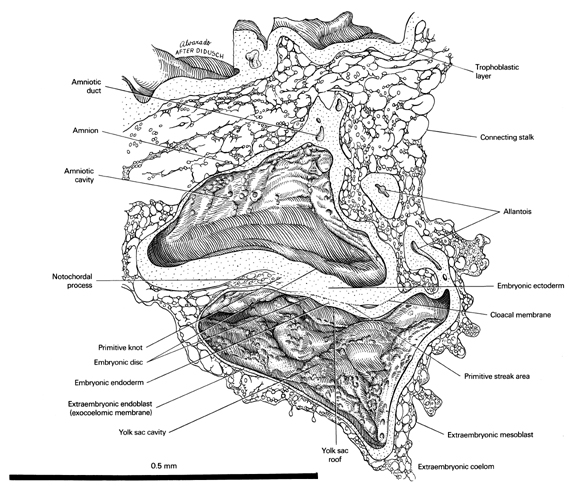 Open PDF version of FIG 3.4, Right Half of the Late Trilaminar Blastocyst (16-17 Days)