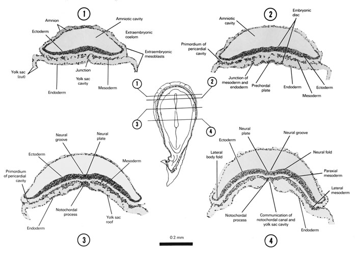 Open PDF version of FIG 3-4, A section through the cranial end of the embryonic disc, the cranial part of the embryonic disc showing the prochordal plate, the neural plate and the underlying notochordal process, the middle of the neural plate and the notochordal process.