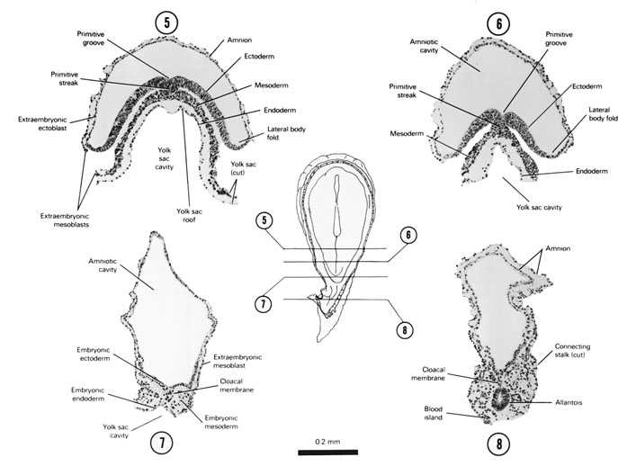 Open PDF version of FIG 3-5, A section through the cranial part of the primitive streak and the overlying primitive groove, the middle part of the primitive streak and groove, the cranial part of the cloacal membrane, the caudal part of the cloacal membrane.