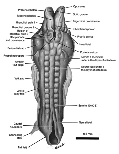 Open PDF version of FIG 4-1, Dorsal aspect of the 10-somite embryo.