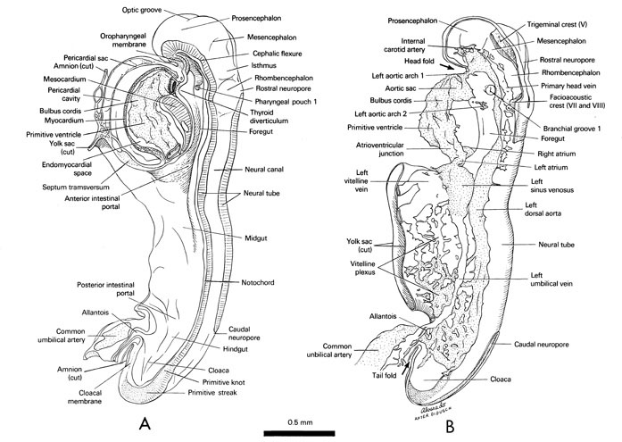 Open PDF version of FIG 4-2, Midsagittal view of the 10-somite embryo showing the relations of the neural tube, notochord, gut and pericardial sac. Left lateral view of the 10-somite embryo showing the cardiovascular system.