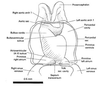 Open PDF version of FIG 4-3, Ventral aspect of the heart and pericardial sac of the 10-somite embryo.