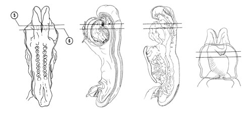 Fig 4-5 sideview