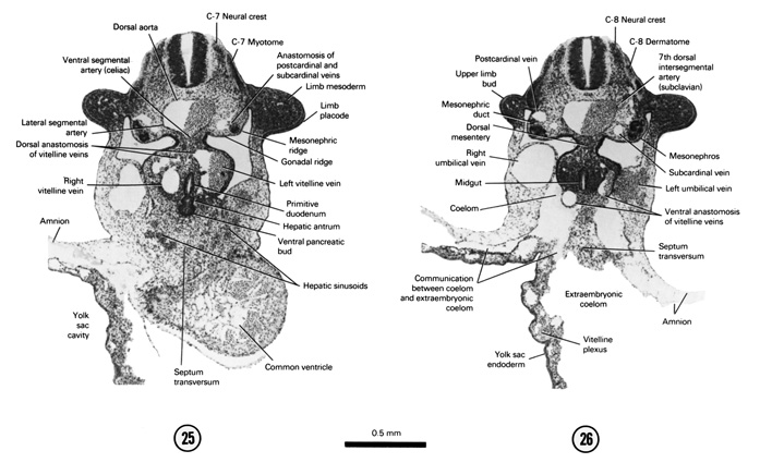 Open PDF version of FIG 5-18, A section through the C-5 neural crest and the primary interventricular foramen. A section through the C-6 neural crest, cranial end of the mesonephros and hepatic antrum.