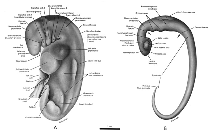 Open PDF version of FIG 5.3, External Features and Nervous System of 5mm Embryo