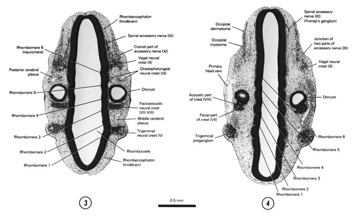 Open PDF version of FIG 5-7, A section through the rhombencephalon, proximal part of the cranial neural crests and middle of the otocyst. A section through the ventral part of the rhombencephalon and otocyst.