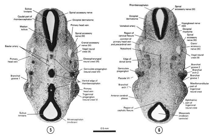 Open PDF version of FIG 5-8, A section through the mesencephalon, rhombencephalon and dorsal part of the first branchial groove. A section through the mesencephalon and rhombencephalon at the cephalic and cervical flexures, respectively.