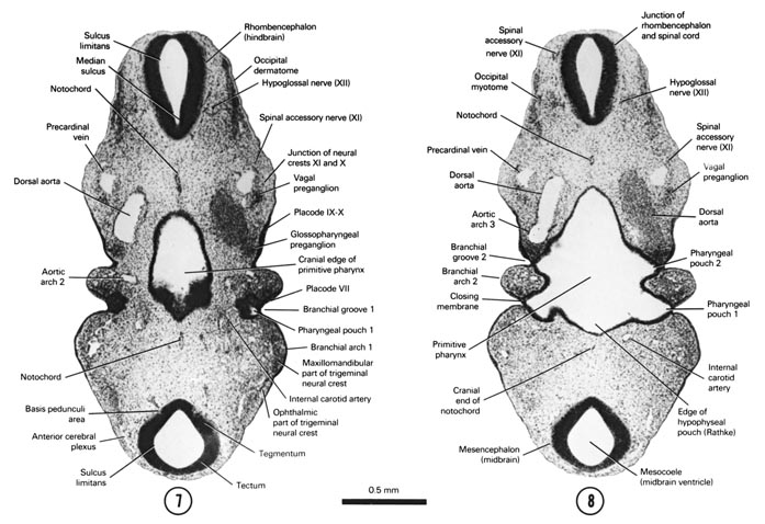 Open PDF version of FIG 5-9, A section through the mesencephalon, rhombencephalon and cranial edge of the primitive pharynx. A section through the junctions of the rhombencephalon with the spinal cord and the mesencephalon with the prosencephalon.