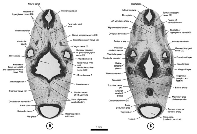 Open PDF version of FIG 6-8, A section through the rootlets of the facial, vestibulocochlear and hypoglossal nerves. A section through the region of the cervical flexure, trigeminal nerve root and mamillary area of the diencephalon.