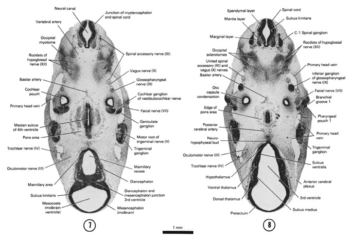 Open PDF version of FIG 6-9, A section through the myelencephalon and spinal cord junction and the di- and mesencephalon junction of the neural tube. A section through the C-1 spinal ganglion, ventral edge of the pons area and neurohypophyseal bud.