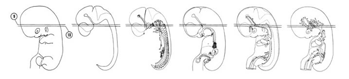 Fig 7-10 sideview