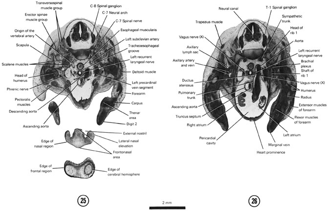 Open PDF version of FIG 7-18, A section through the C-8 spinal ganglion and the edge of the frontal and nasal regions. A section through the T-1 spinal ganglion and cranial edge of the atria. 