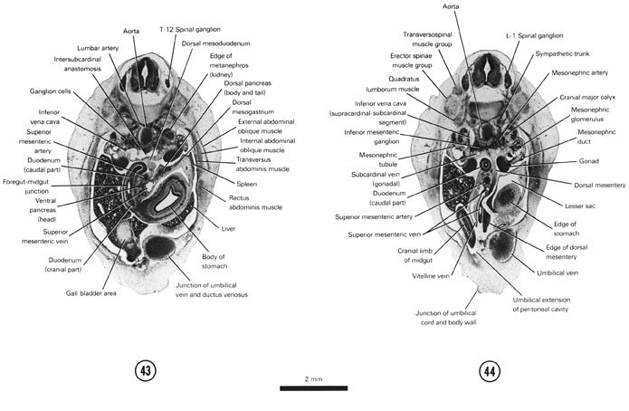 Open PDF version of FIG 7-27, A section through the cranial edge of the metanephros. A section through the L-1 spinal ganglion and the cranial edge of the junction of the umbilical cord and the ventral body wall.