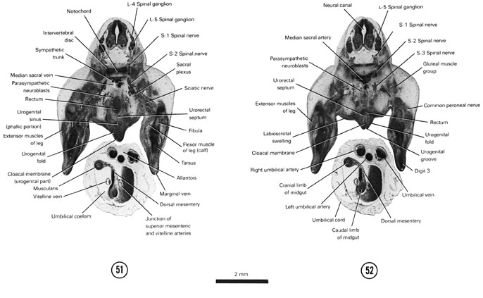 Open PDF version of FIG 7-31, A section through the L-5 spinal ganglion and the phallic portion of the urogenital sinus. A section through the urogenital fold and groove. 