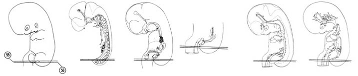 Fig 7-33 sideview