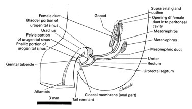 Open PDF version of FIG 7-3, Urogenital system of the 18-mm embryo.