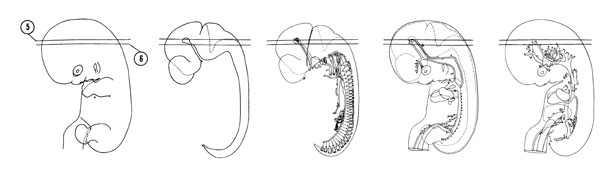 Fig 7-8 sideview