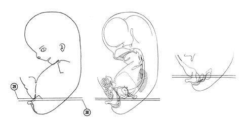 Fig 8-17 sideview