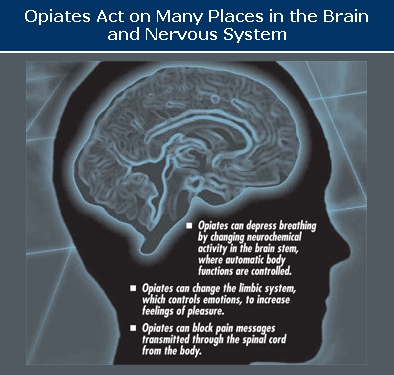 Opiates act on many places in the brain and nervous system