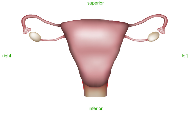 Female Reproductive System