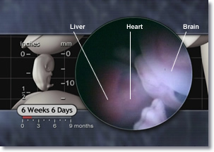 Embryonic Liver, Heart, and Brain