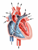 Adult Heart, 4 (four) chambers